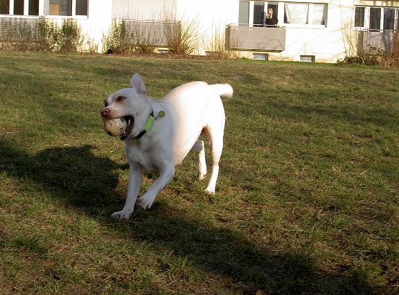 Bild